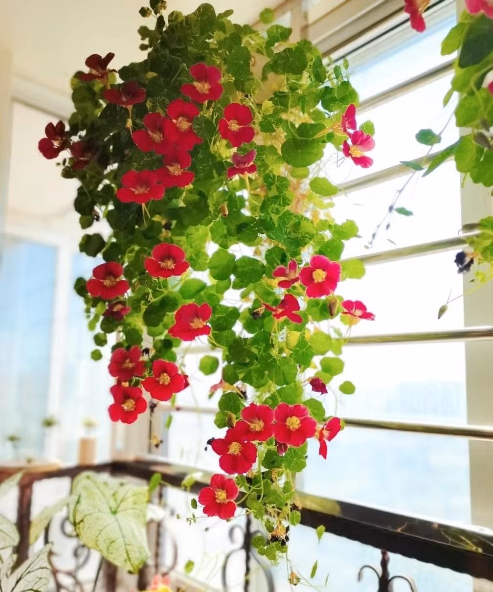 Trong cay sen can trong chau treo mang may man cho gia dinh