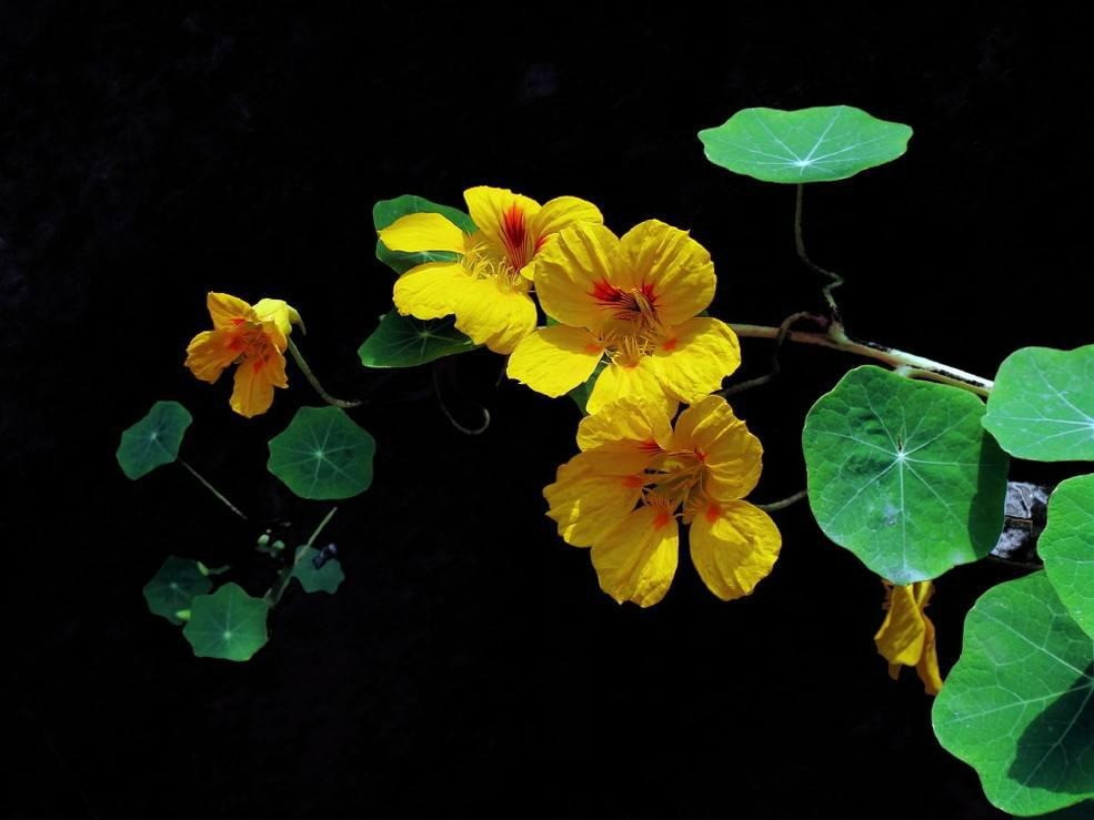 Trồng cây sen cạn trong chậu treo mang may mắn cho gia đình - Hình 2 Trong cay sen can trong chau treo mang may man cho gia dinh-Hinh-2