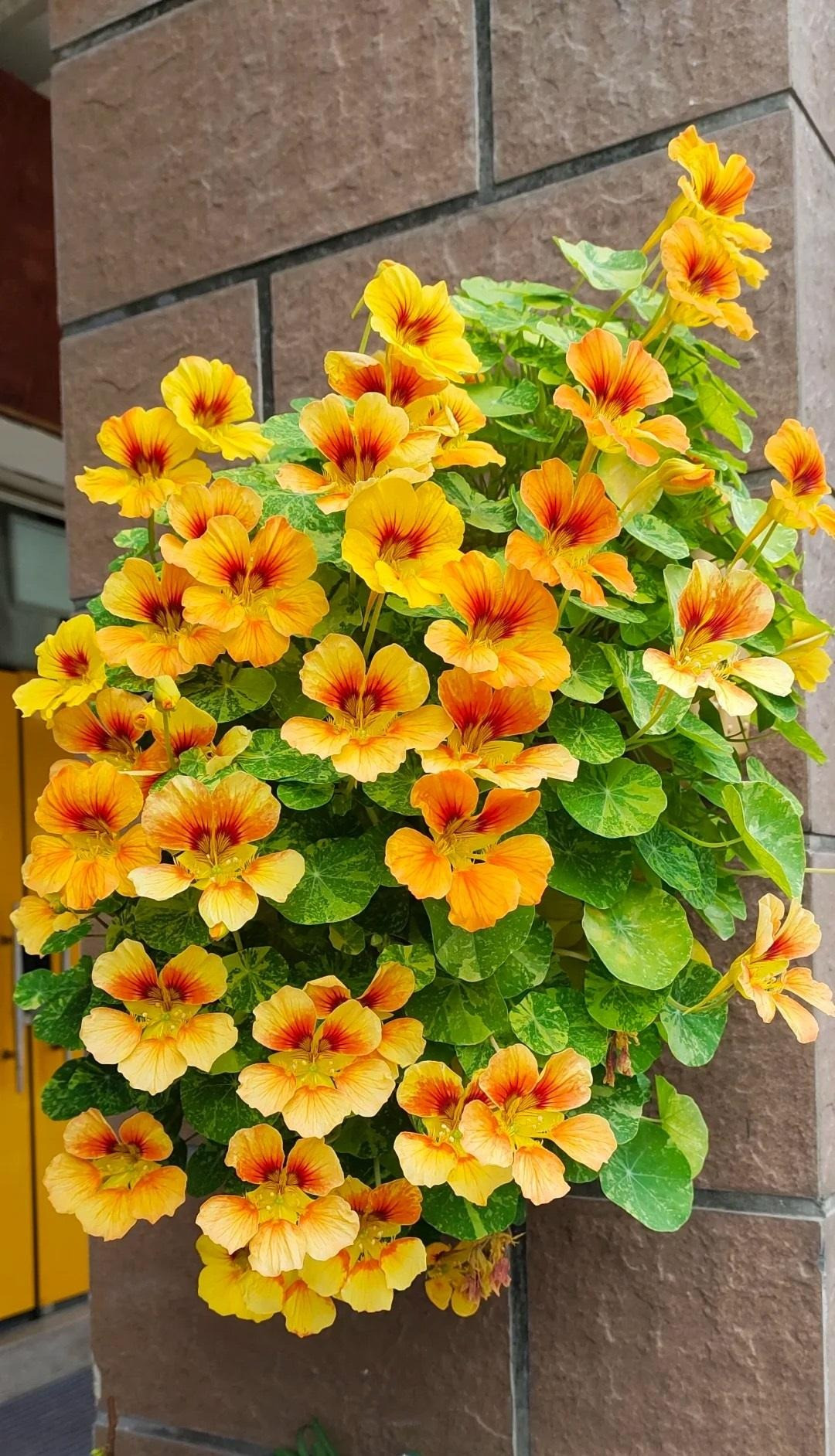 Trong cay sen can trong chau treo mang may man cho gia dinh-Hinh-8