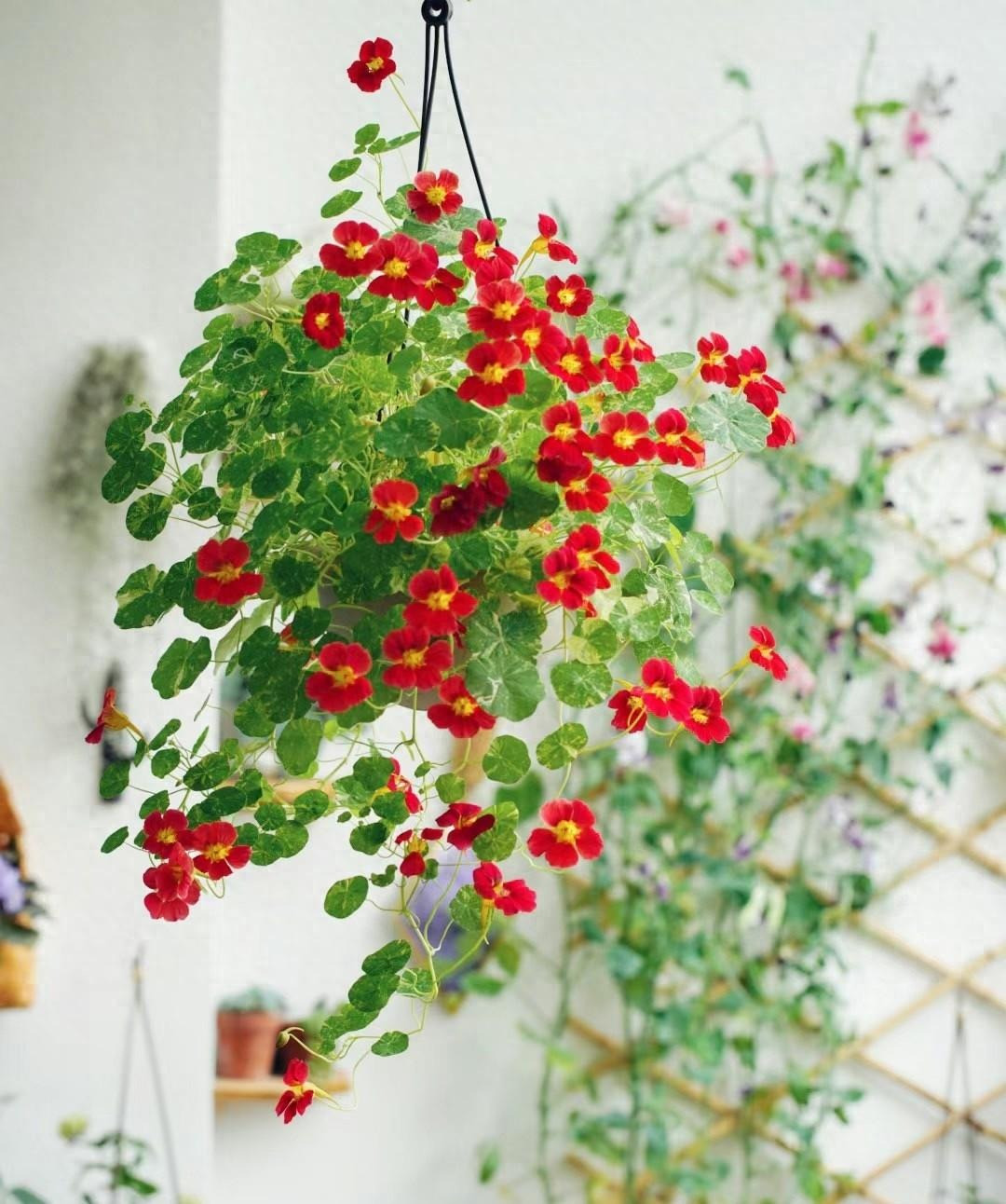 Trong cay sen can trong chau treo mang may man cho gia dinh-Hinh-3