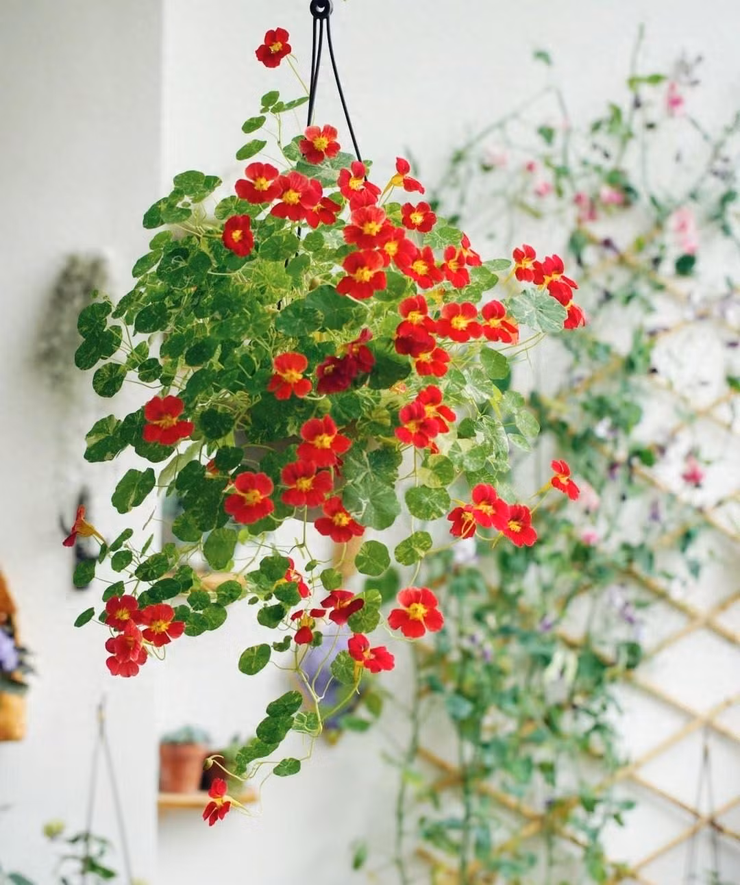 Trong cay sen can trong chau treo mang may man cho gia dinh-Hinh-3