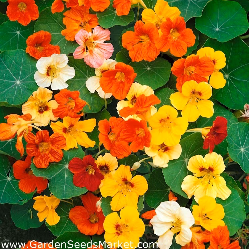 Trong cay sen can trong chau treo mang may man cho gia dinh-Hinh-10