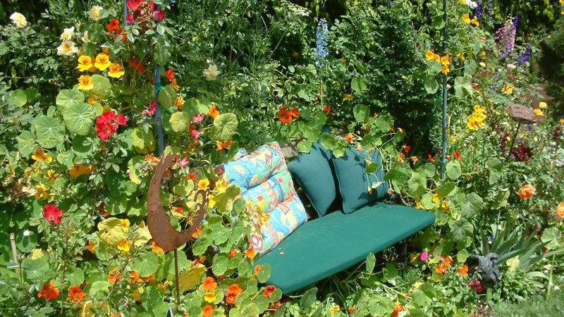 Trồng cây sen cạn trong chậu treo mang may mắn cho gia đình - Hình 5 Trong cay sen can trong chau treo mang may man cho gia dinh-Hinh-5