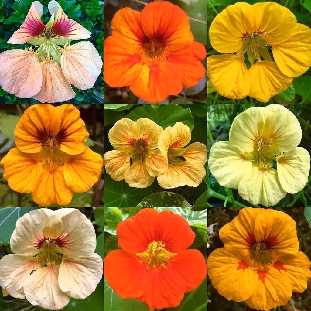 Trong cay sen can trong chau treo mang may man cho gia dinh-Hinh-9