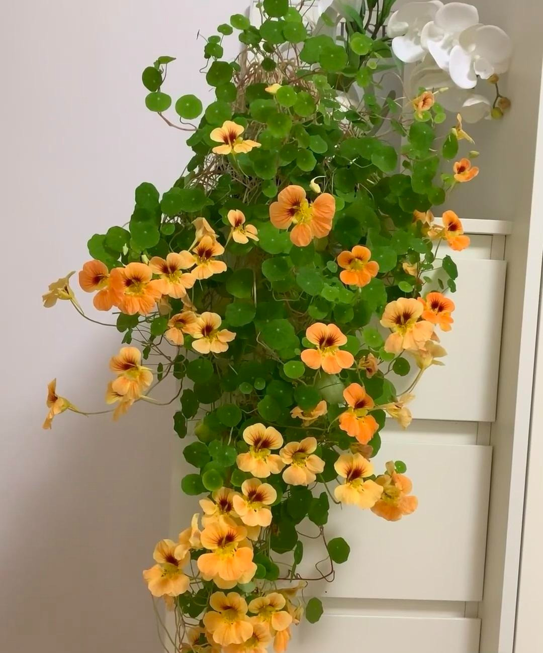 Trong cay sen can trong chau treo mang may man cho gia dinh-Hinh-12