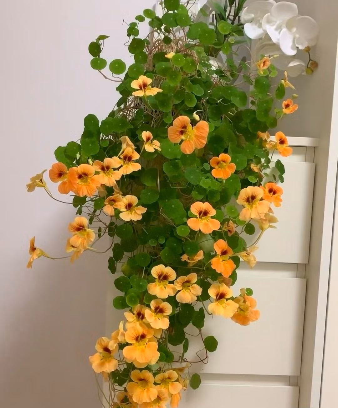 Trong cay sen can trong chau treo mang may man cho gia dinh-Hinh-12