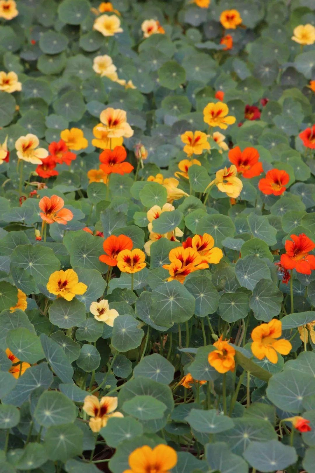 Trong cay sen can trong chau treo mang may man cho gia dinh-Hinh-6