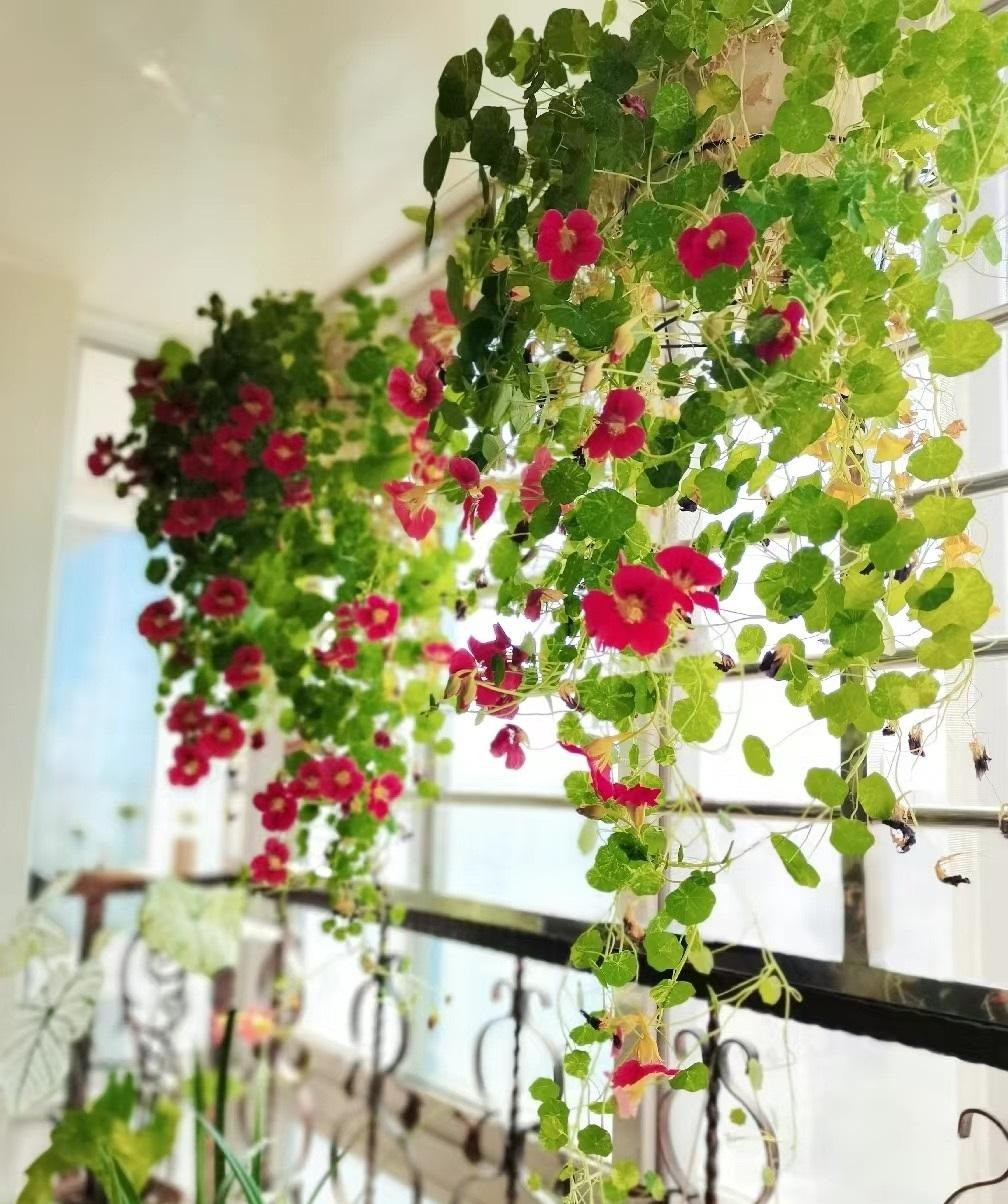 Trong cay sen can trong chau treo mang may man cho gia dinh-Hinh-13