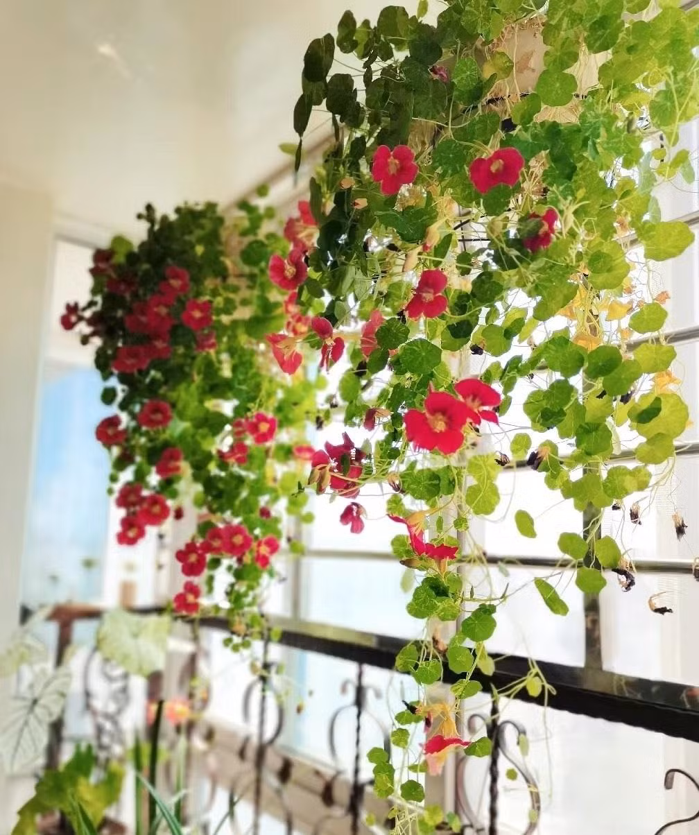 Trong cay sen can trong chau treo mang may man cho gia dinh-Hinh-13