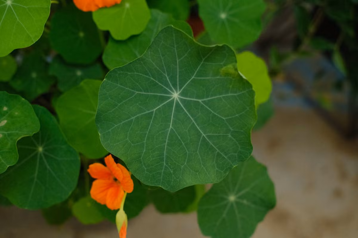 Trong cay sen can trong chau treo mang may man cho gia dinh-Hinh-4