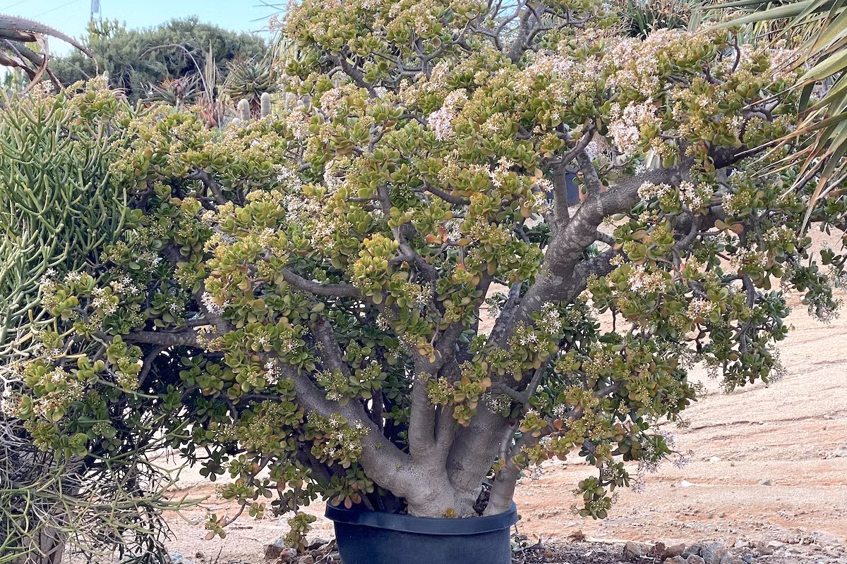 Cach cham soc loai cay canh phu quy lam vat gia truyen