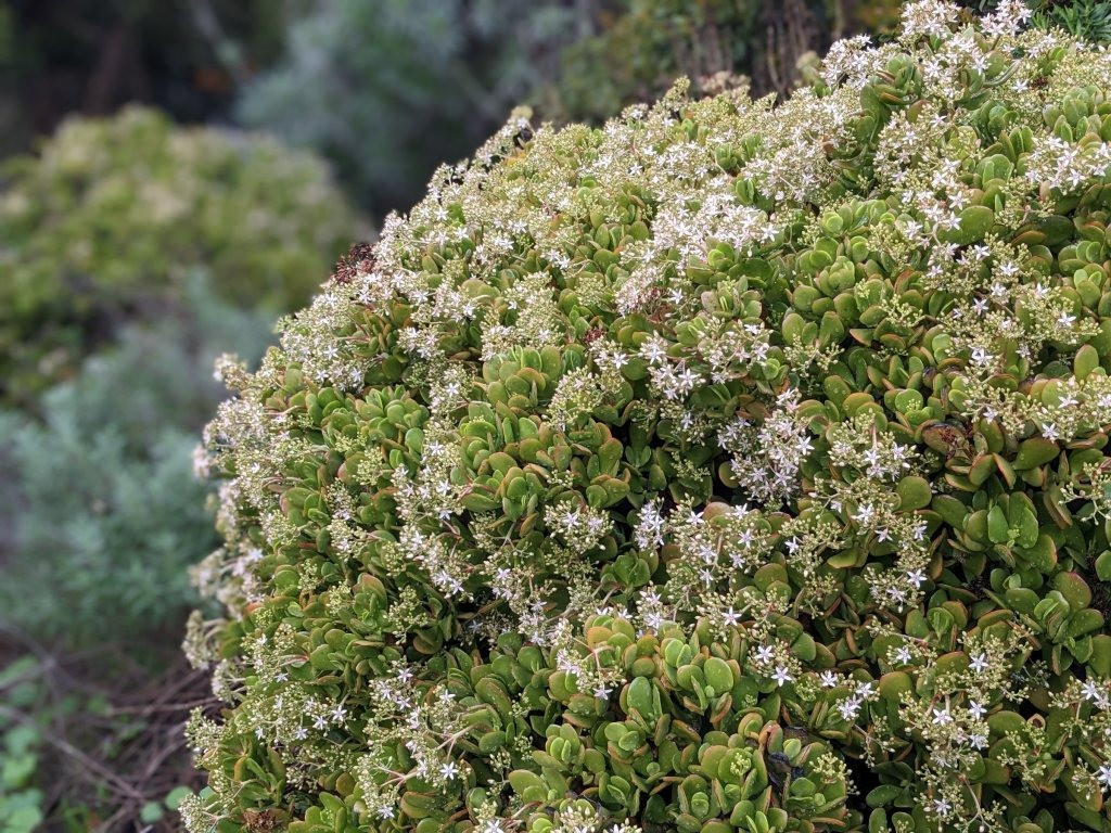 Cách chăm sóc loài cây cảnh phú quý làm vật gia truyền - Hình 7 Cach cham soc loai cay canh phu quy lam vat gia truyen-Hinh-7