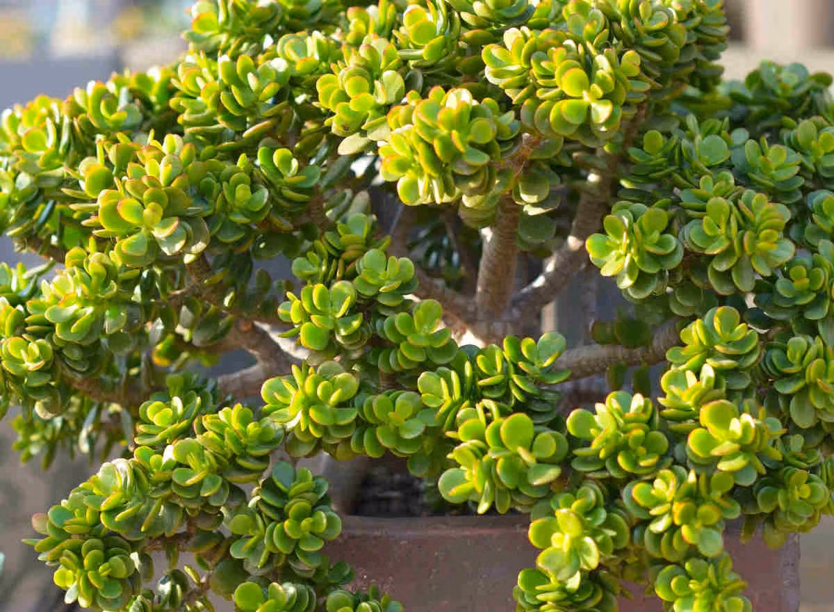 Cach cham soc loai cay canh phu quy lam vat gia truyen-Hinh-2