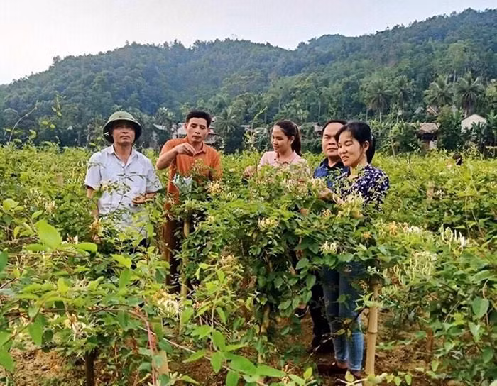Mot noi xa xoi o Thanh Hoa, nong dan trong vo so cay duoc lieu