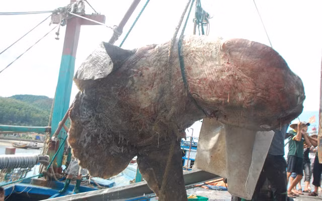 Vào ngày 21/8/2014, các thuyền viên của tàu NA 90390 TS đã từng phát hiện một con cá Mặt trăng có kích thước khổng lồ. Con cá dài gần 2,6m, bề rộng 2,5m và nặng hơn 500kg.