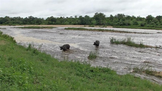 Ngủ say quá, cặp trâu rừng suýt bị nước lũ cuốn trôi theo dòng nước ảnh 2