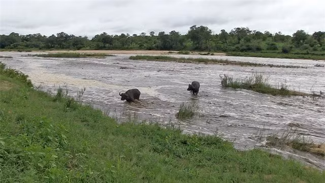 Ngủ say quá, cặp trâu rừng suýt bị nước lũ cuốn trôi theo dòng nước ảnh 2