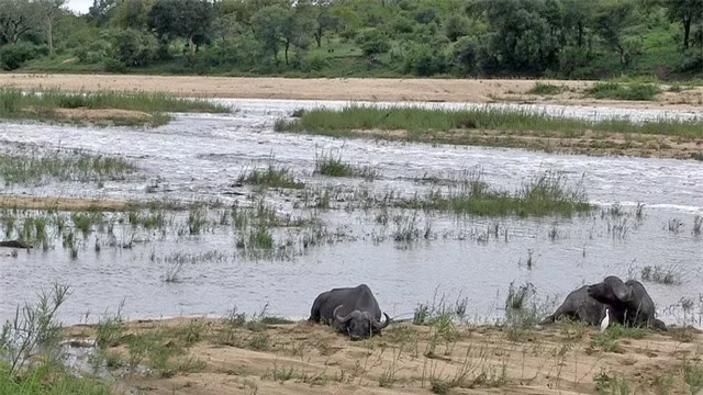 Ngủ say quá, cặp trâu rừng suýt bị nước lũ cuốn trôi theo dòng nước ảnh 1