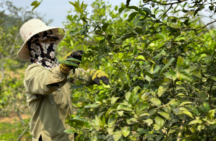 Mỗi cây chanh bình quân cho thu hoạch đạt khoảng 3-4kg lá. Lá chanh thu hoạch không được non quá cũng không được quá già. Lá chanh thu hoạch khi đã có màu xanh đậm, bề mặt lá căng mượt, Những lá như vậy mới giữ được hương vị thơm, bùi, cay the đặc trưng.