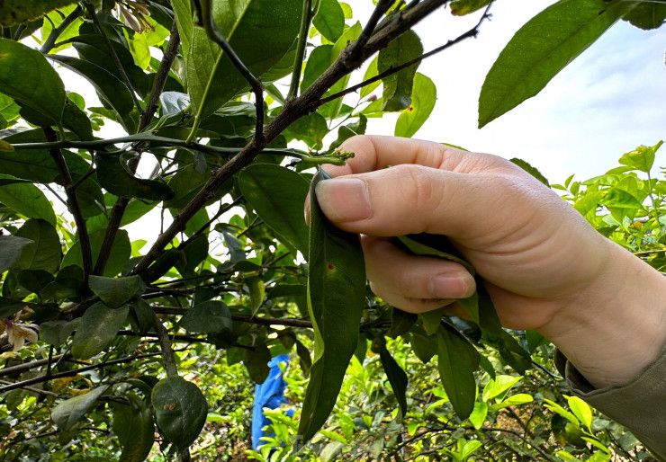 Lá chanh thường được thu hoạch bằng kéo hoặc hái bằng tay. Trong quá trình thu hoạch lá, người dân sẽ cắt bỏ những cành chanh đã già, không còn khả năng sinh trưởng, tạo điều kiện cho những cành mới phát triển tươi tốt hơn.