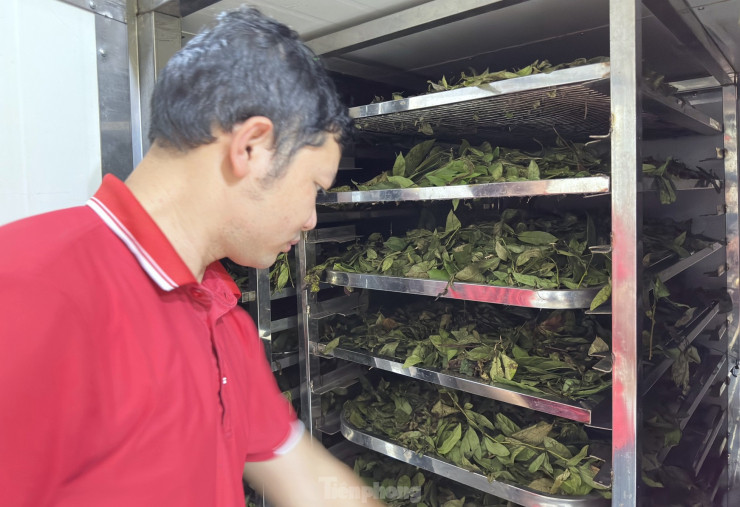 Lá chanh sau đó được cho vào khay bỏ vào máy sấy khô nước rồi chờ thương lái đến thu mua.