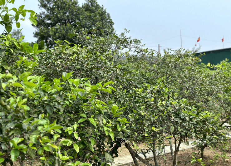 Được biết, các thương lái thu mua lá chanh về để làm gia vị trong các công ty thực phẩm, nhà hàng. Ngoài ra, lá chanh còn được thu mua dùng để làm dược liệu xông giải cảm, nấu tinh dầu phục vụ cho ngành dược…