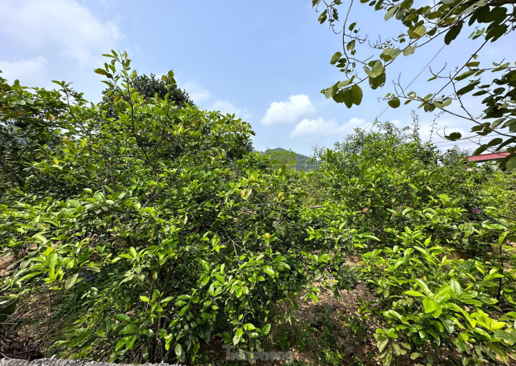 Anh Hóa cho biết, nghề trồng chanh ở xã này có từ những năm 1970. Riêng gia đình anh gắn bó với nghề trồng chanh đã khoảng 35 năm nay. Hiện gia đình anh có hơn 200 gốc chanh nhiều năm tuổi được trồng trên 4 sào đất dưới chân núi Thiên Nhẫn.