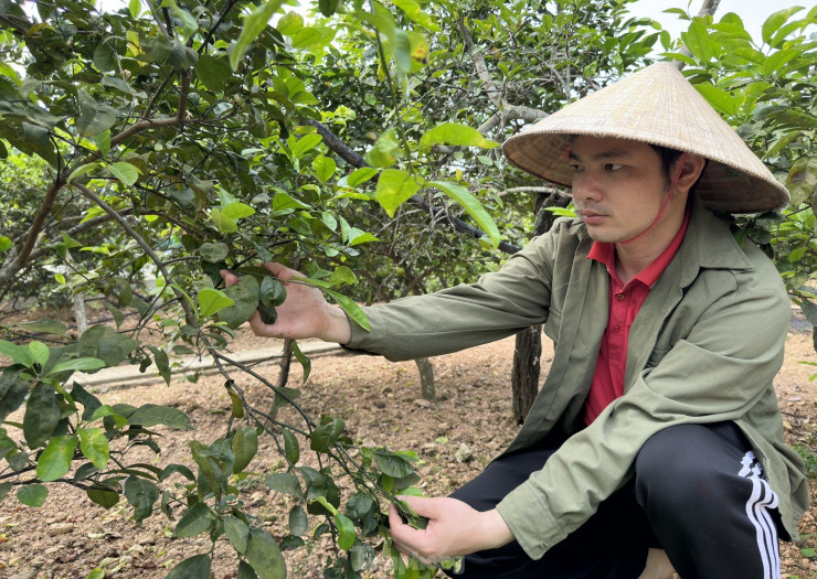 Anh Hóa cho biết, trước đây, người dân trồng chanh chỉ bán được quả. Tuy nhiên khoảng 2 năm trở lại đây, thương lái đến thu mua lá chanh tươi với giá 35.000-50.000 đồng/kg nên người dân bắt đầu thu hoạch lá để bán. Có lúc cao điểm, người dân thu mua đến 70.000 đồng/1kg nên người dân rất phấn khởi. Mỗi ngày tranh thủ vài giờ đồng hồ buổi sáng, gia đình anh Hóa có thể hái được khoảng 7kg lá, cho thu nhập khá trong những ngày chanh chưa có trái.