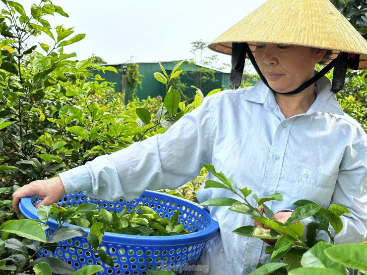 Anh Hóa chia sẻ, thời điểm hái lá chanh tốt nhất là vào buổi sáng. Thời điểm này không làm tổn thương nhiều cho cây và giữ được hương vị thơm, bùi của lá chanh.