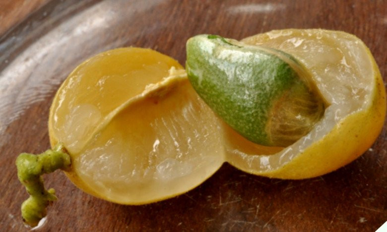 Loại quả gợi nhớ tuổi thơ hóa ra là dược liệu quý - Hình 2 Loai qua goi nho tuoi tho hoa ra la duoc lieu quy-Hinh-2