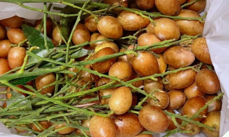 Loại quả gợi nhớ tuổi thơ hóa ra là dược liệu quý - Hình 11 Loai qua goi nho tuoi tho hoa ra la duoc lieu quy-Hinh-11