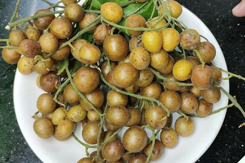 Loại quả gợi nhớ tuổi thơ hóa ra là dược liệu quý Loai qua goi nho tuoi tho hoa ra la duoc lieu quy