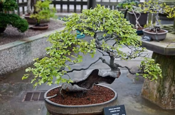 Nha trong 3 cay nay tuyet doi khong chat, coi chung 'chat dut' tai loc-Hinh-2