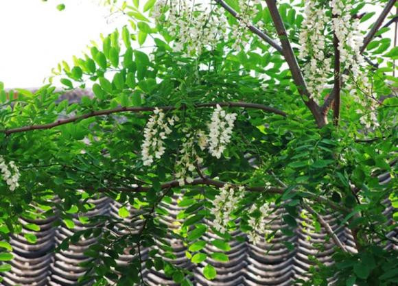 Nha trong 3 cay nay tuyet doi khong chat, coi chung 'chat dut' tai loc