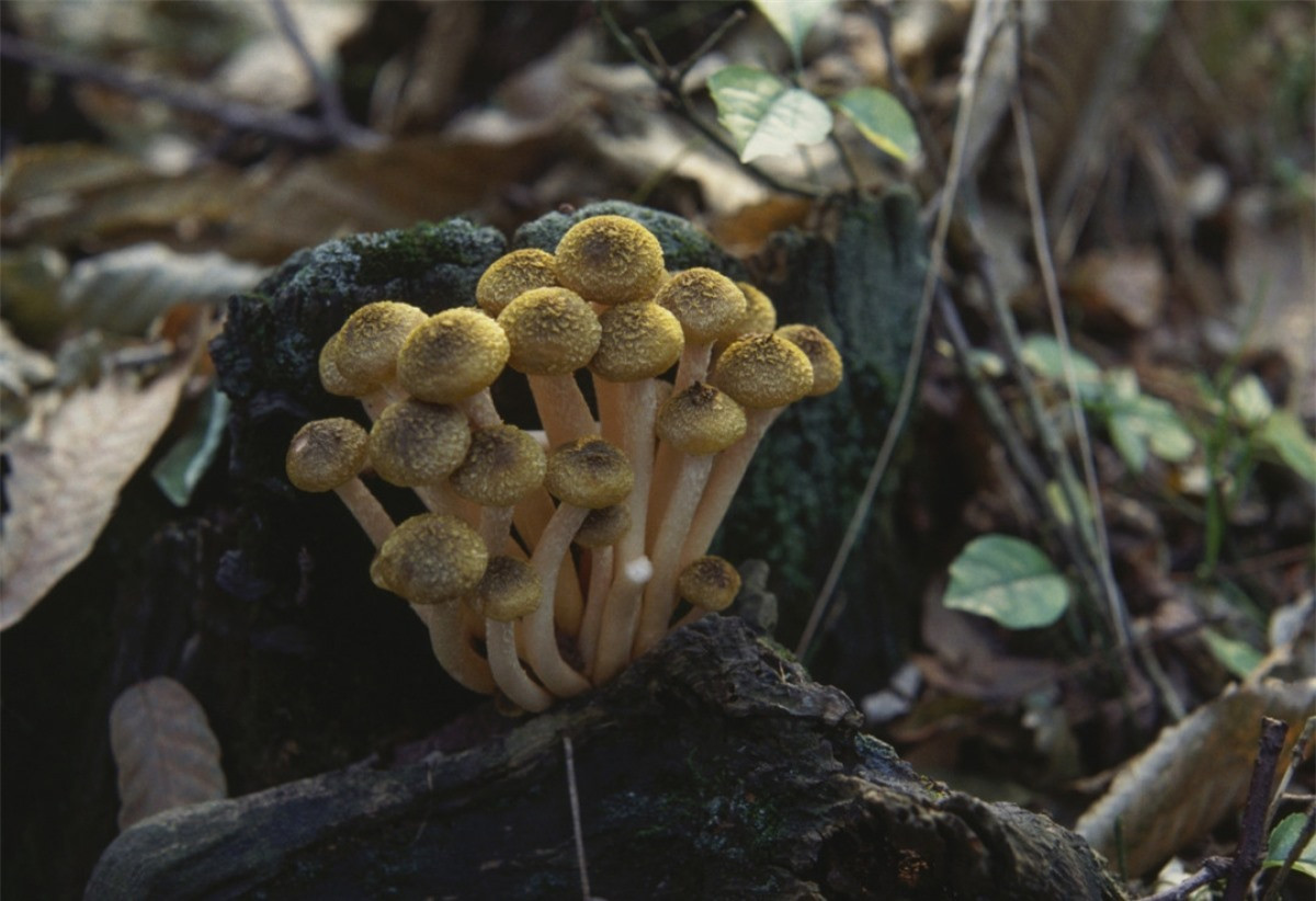 Sinh vật độc đáo này chỉ nhô lên một phần nhỏ trên mặt đất nhưng lại là sinh vật lớn nhất trên Trái Đất về quy mô sinh trưởng.