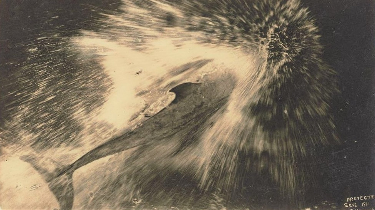 Chu ca heo dan duong tau thuyen qua eo bien New Zealand trong 24 nam