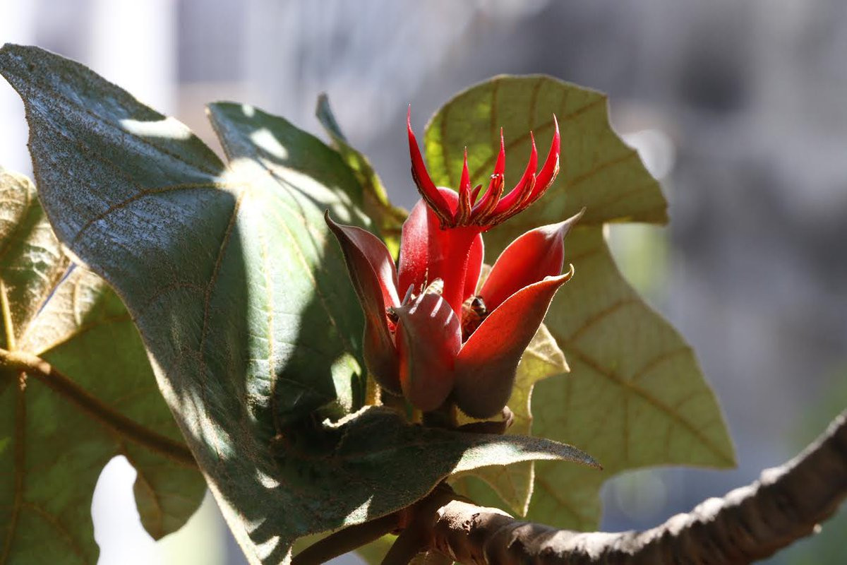 Tay quỷ (Chiranthodendron pentadactylon) là loài cây bản địa Mexico. Hoa của chúng có vai trò quan trọng trong tôn giáo của người Aztec xưa, được thu hoạch qua rất nhiều thế hệ.