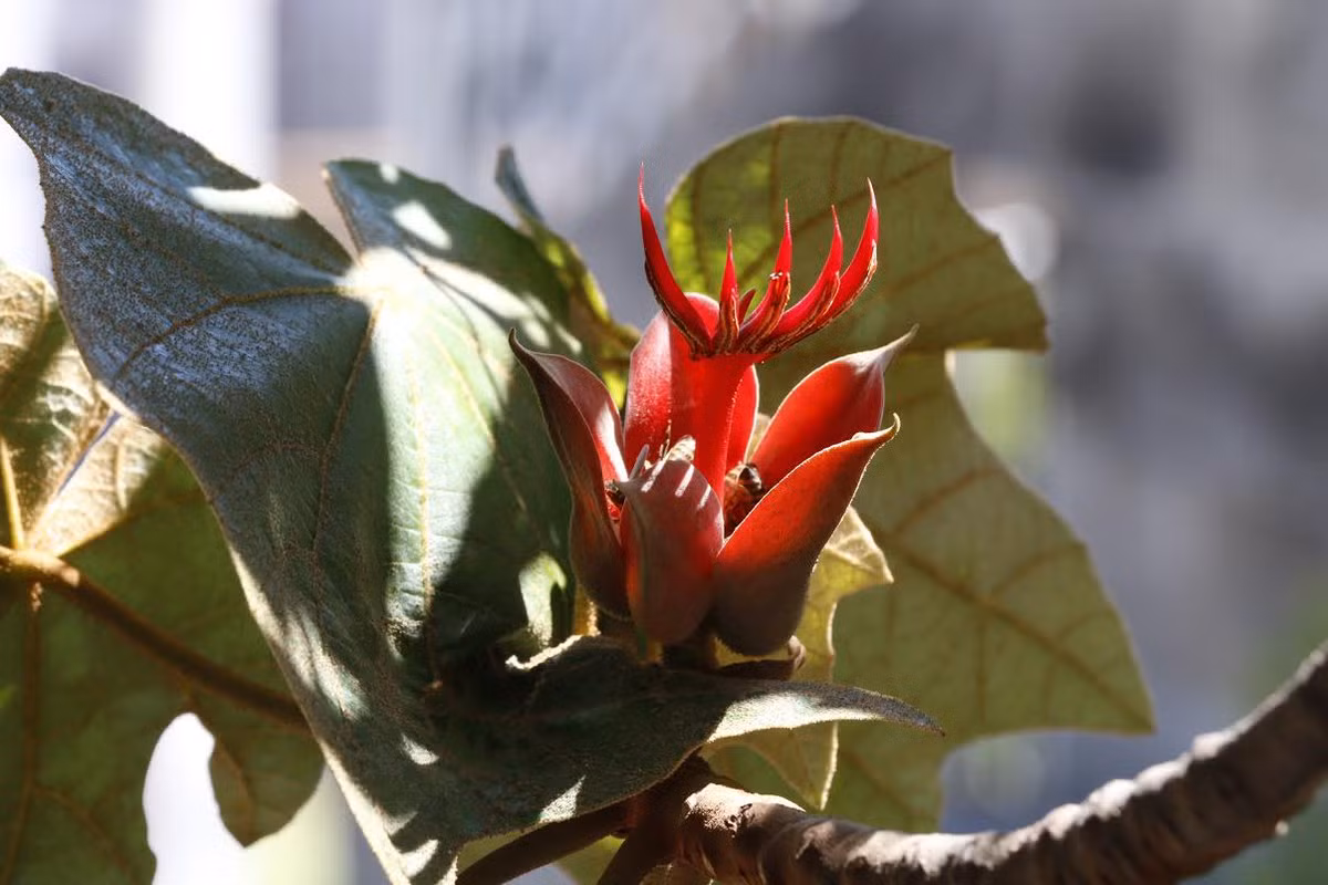 Tay quỷ (Chiranthodendron pentadactylon) là loài cây bản địa Mexico. Hoa của chúng có vai trò quan trọng trong tôn giáo của người Aztec xưa, được thu hoạch qua rất nhiều thế hệ.