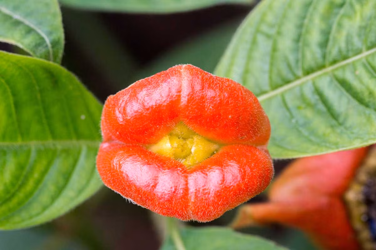 Cây "đôi môi nóng bỏng" hay "nụ hôn của bạn gái" (Psychotria elata) có nguồn gốc từ các vùng nhiệt đới của Colombia, Costa Rica và Panama. "Đôi môi" của loài cây này thực ra không phải hoa mà là lá biển đổi, che cho hoa thực sự màu vàng nằm trong.