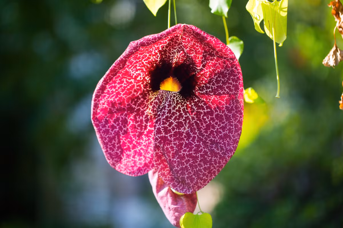 Bồ nông lớn (Aristolochia gigantea) là loài cây bản địa của Brazil. Dù có vẻ ngoài ngọn mục, hoa của chúng có mùi khá hôi.