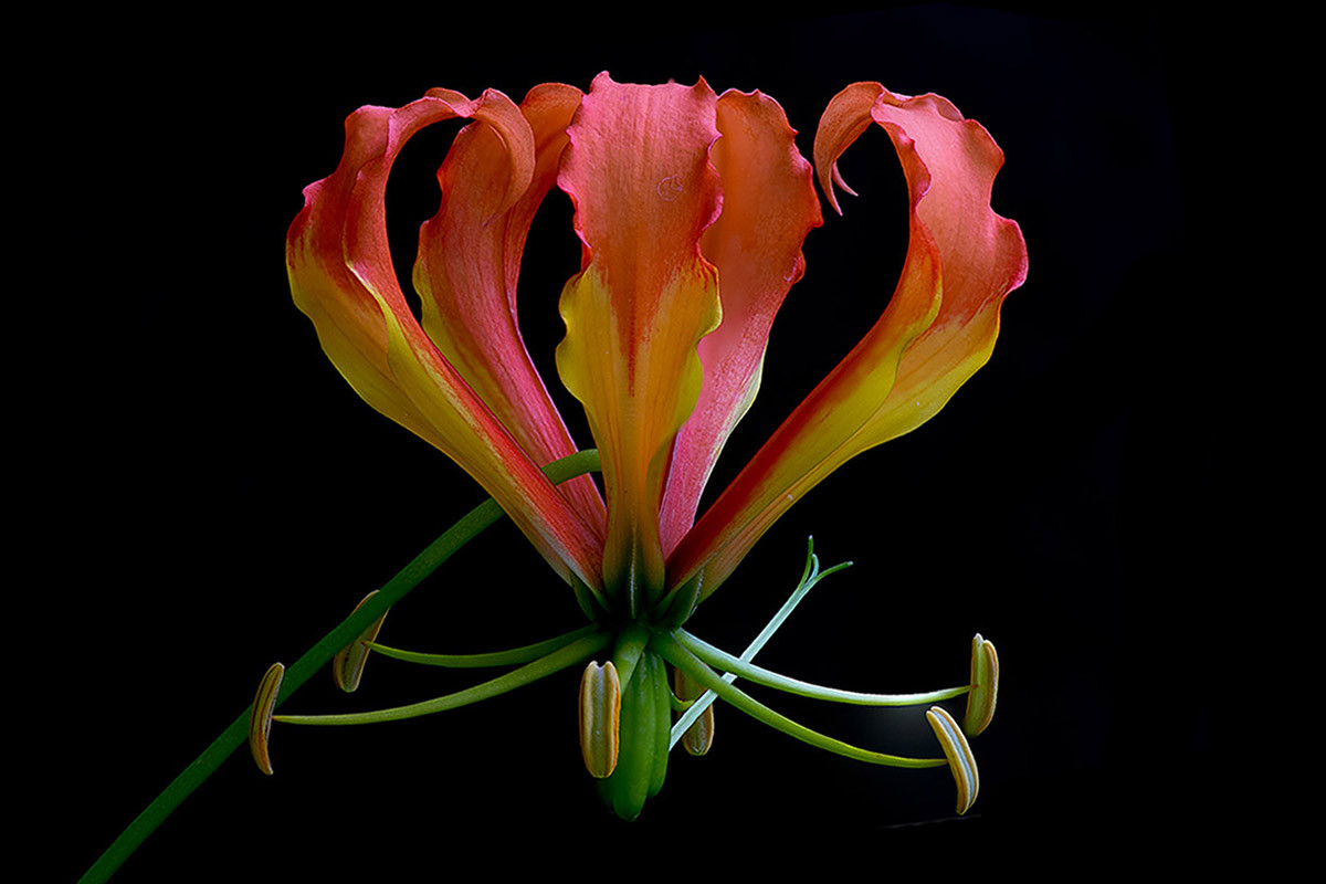 Cây ngót nghẻo hay ngoắt nghoẻo (Gloriosa superba) phân bố rộng từ phía Nam châu Phi đến Nam Á và Đông Nam Á. Dù rất độc với người và vật nuôi, loài cây này được nhân giống rộng rãi để làm cảnh vì có những bông hoa rất cuốn hút.