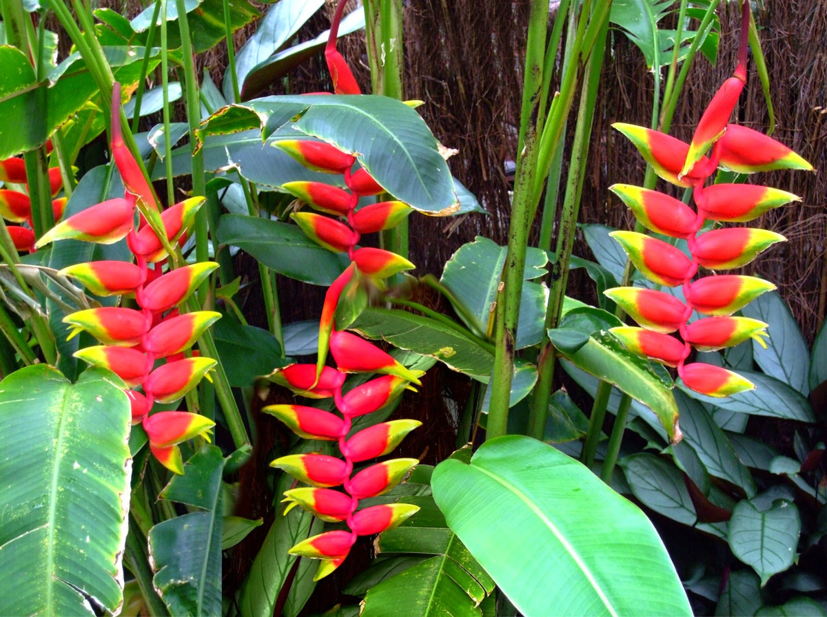 Chuối pháo (Heliconia rostrata) có nguồn gốc ở khu vực phía Bắc của Nam Mỹ. Phần màu đỏ trên chùm hoa của chúng thực ra là lá bắc, che các hoa thực thụ bên trong. Loài hoa này thu hút các loài chim ruồi có mỏ dài đến thụ phấn.