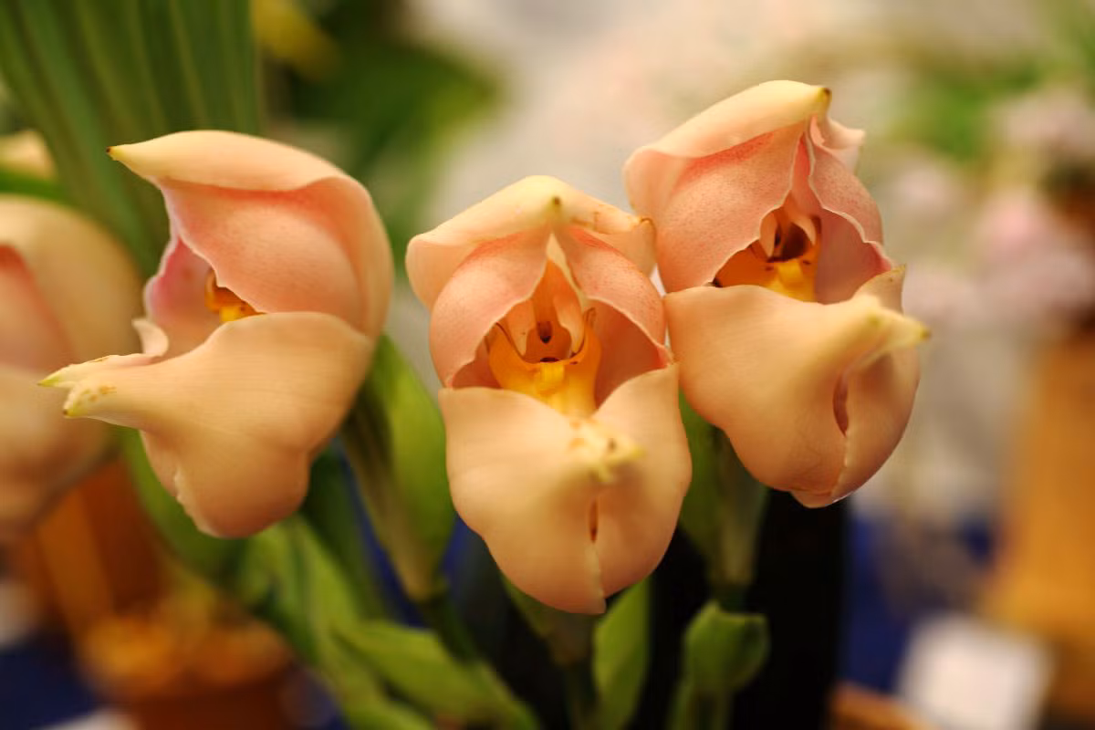 Cây "em bé sơ sinh quấn khăn" (Anguloa uniflora) được phát hiện ở dãy Andes, Nam Mỹ vào thế kỷ 19. Khi hoa của loài cây này nớ, vào một giai đoạn nhất định chúng sẽ có hình dạng giống như một đứa trẻ được bao bọc trong khăn.