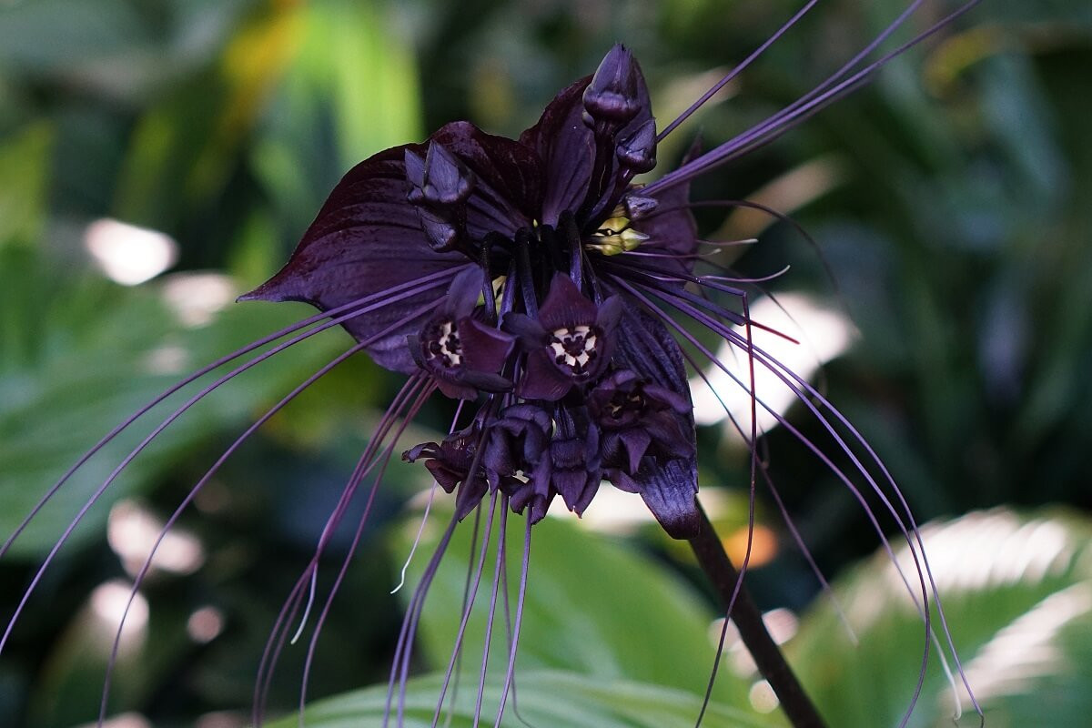 Cây hoa dơi (Tacca integrifolia) là một thành viên của họ Củ nâu (Dioscoreaceae), là cây bản địa trong rừng rậm Trung Á. Chúng ra những bông hoa nhỏ màu tím đen kỳ lạ mọc thành chùm, trông khá giống mặt con dơi nếu nhìn kỹ.