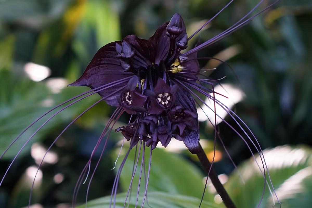 Cây hoa dơi (Tacca integrifolia) là một thành viên của họ Củ nâu (Dioscoreaceae), là cây bản địa trong rừng rậm Trung Á. Chúng ra những bông hoa nhỏ màu tím đen kỳ lạ mọc thành chùm, trông khá giống mặt con dơi nếu nhìn kỹ.
