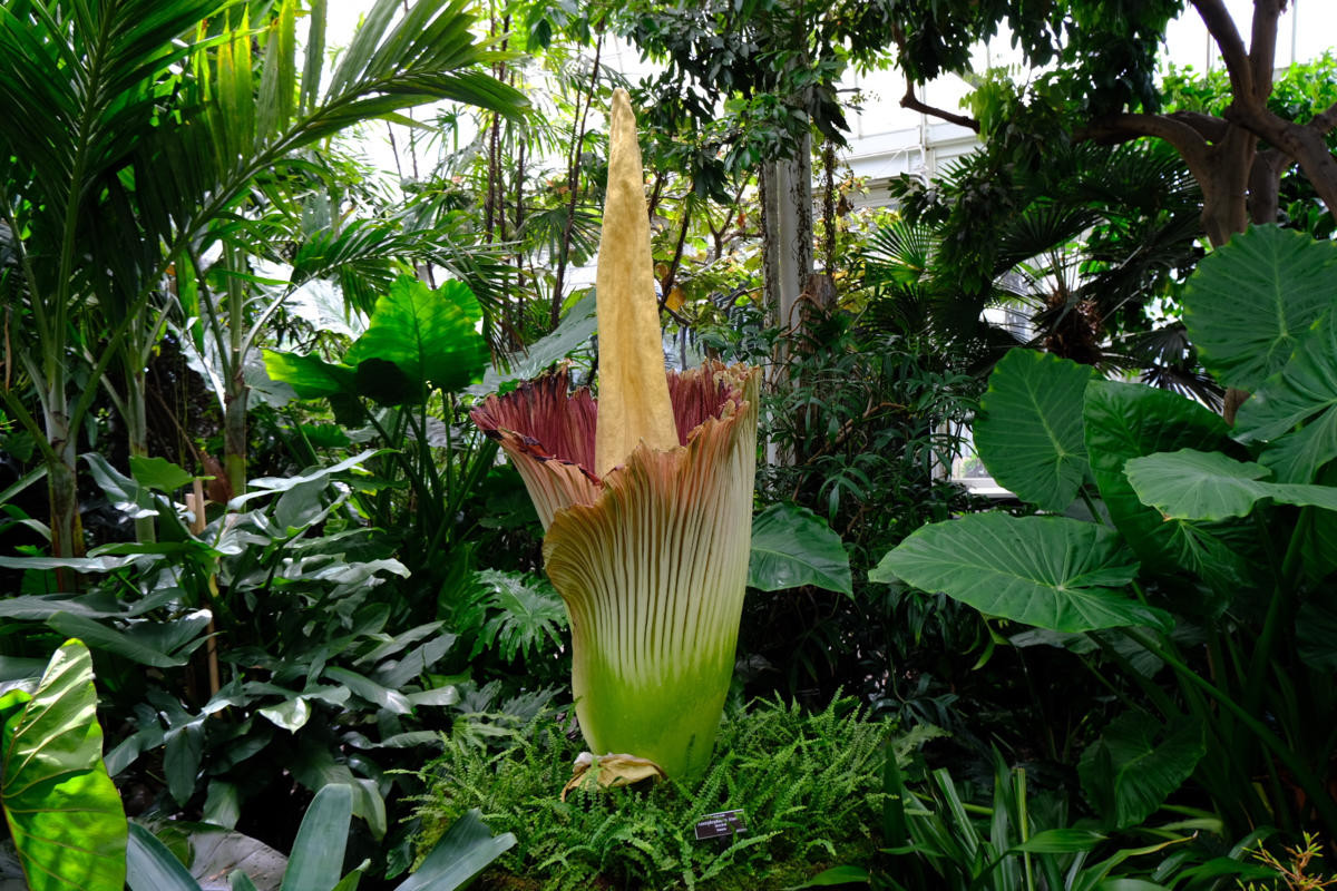 Loa kèn xác thối (Amorphophallus titanum) là một loài cây cho hoa khổng lồ nổi tiếng khác của Indonesia. Hoa của loài cây họ Ráy (Araceae) này cũng hấp dẫn côn trùng nhờ màu sắc và mùi hương giống thịt đang phân hủy.