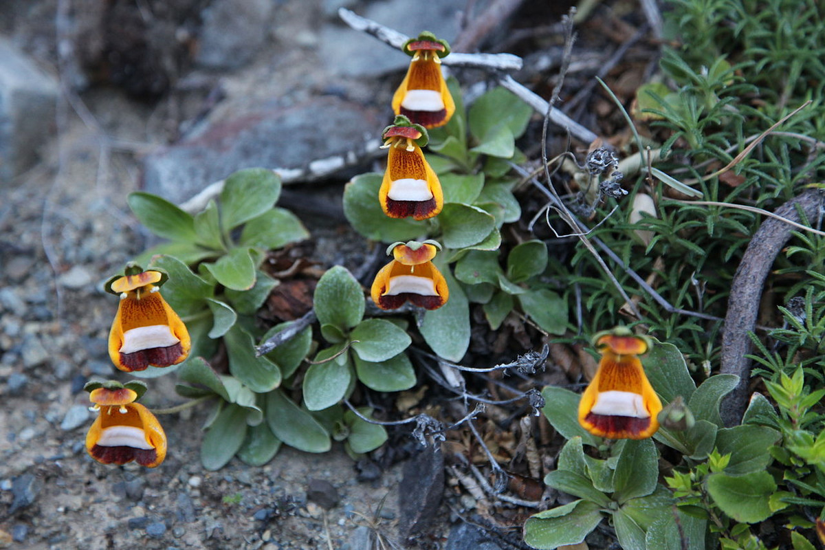 "Dép của Darwin" (Calceolaria uniflora) là loài cây được nhà bác học Charles Darwin phát hiện ở Nam Mỹ vào thập niên 1930. Hình dáng hoa đặc biệt của chúng giúp tăng khả năng thụ phấn nhờ một số loài chim địa phương.