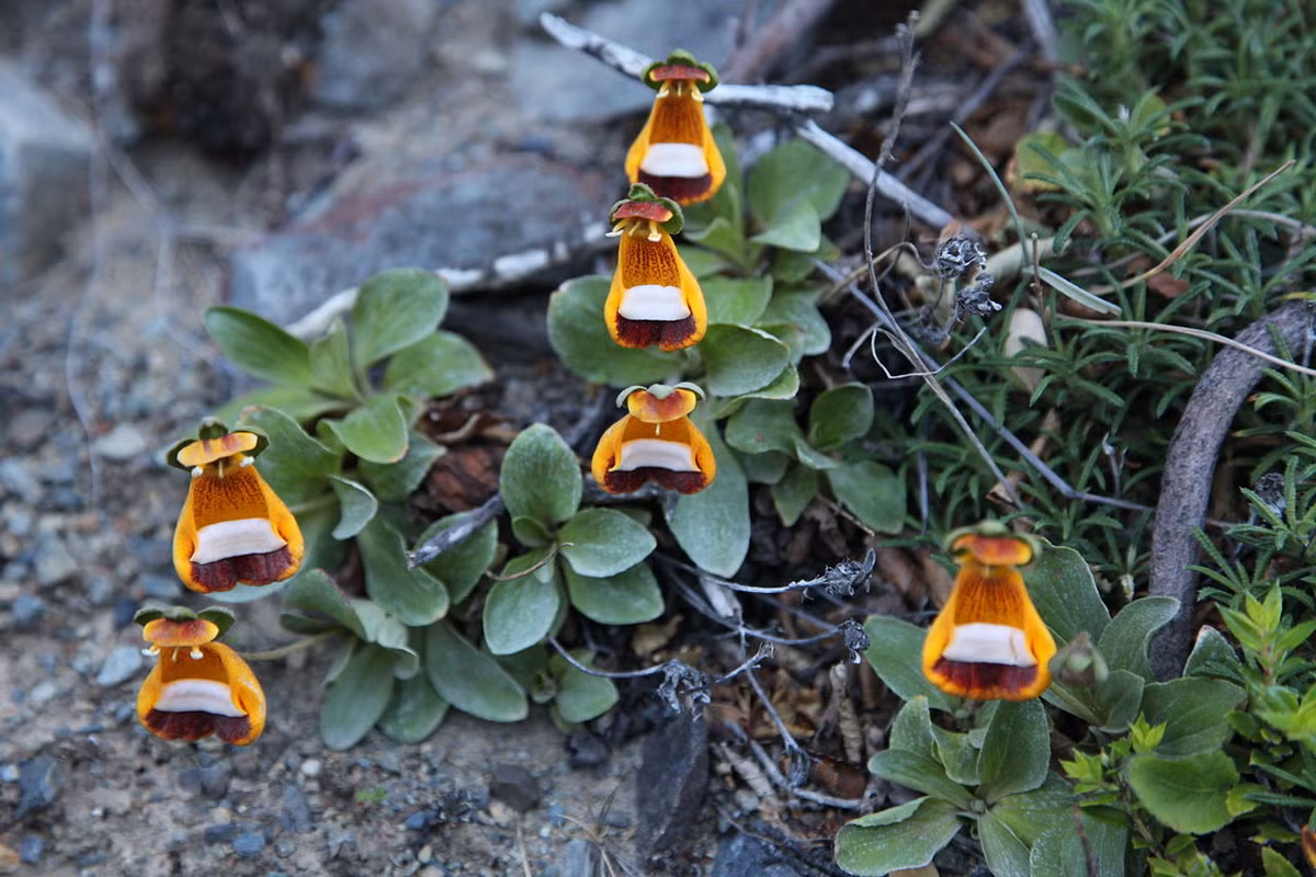 "Dép của Darwin" (Calceolaria uniflora) là loài cây được nhà bác học Charles Darwin phát hiện ở Nam Mỹ vào thập niên 1930. Hình dáng hoa đặc biệt của chúng giúp tăng khả năng thụ phấn nhờ một số loài chim địa phương.
