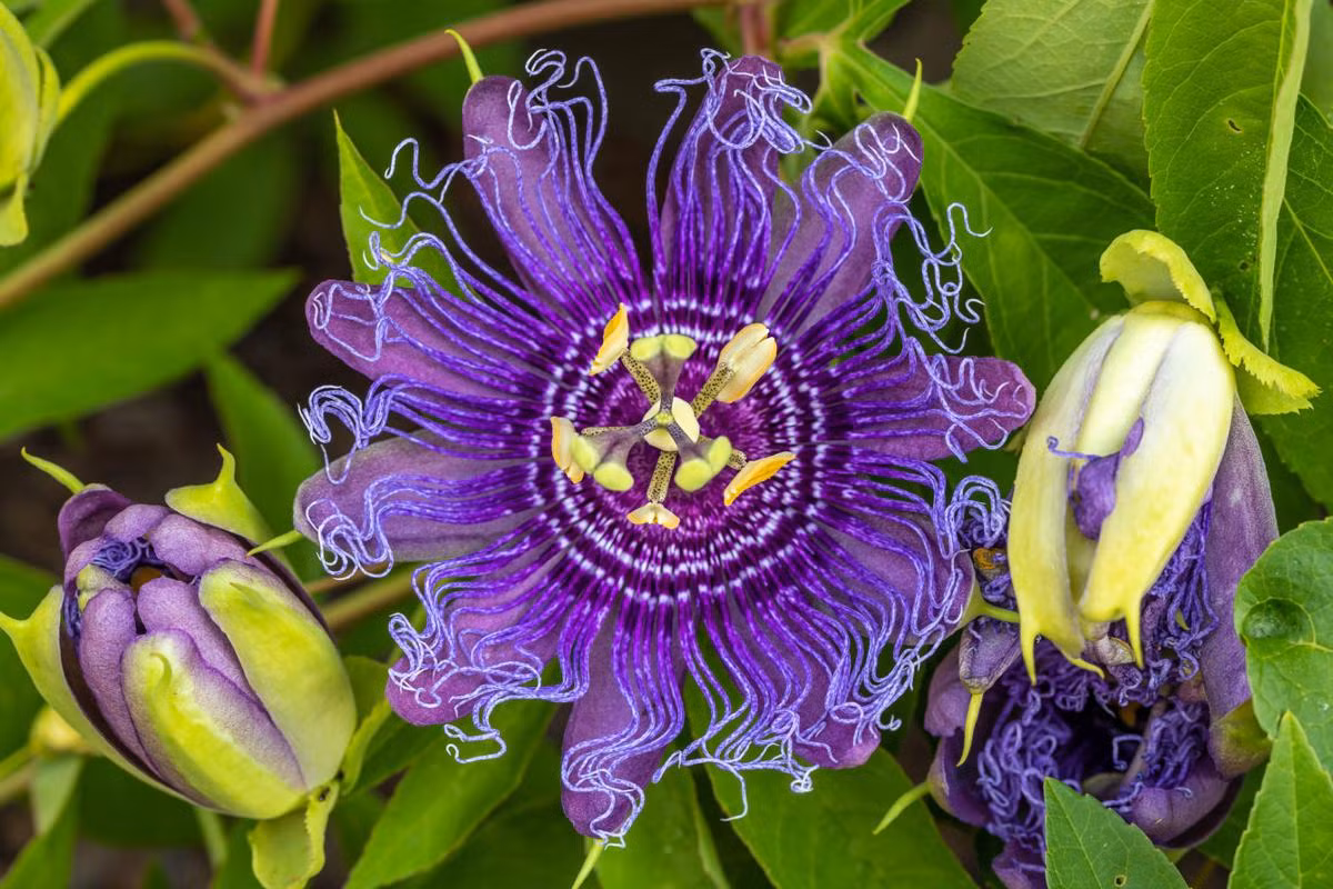 Lạc tiên hay chanh dây (Passiflora incarnata) là cây bản địa ở phía Nam lục địa Bắc Mỹ. Hoa của chúng có vẻ ngoài cuốn hút và mùi hương đặc trưng, có thể dùng làm hương liệu cho một số món ăn.