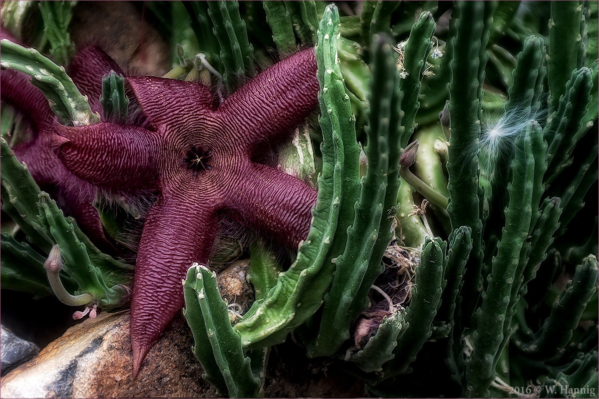 Cây hoa sao biển (Stapelia grandiflora) phân bố ở phía Nam châu Phi. Chúng được những người sưu tầm thực vật săn lùng vì những bông hoa lớn ấn tượng, tỏa ra mùi thối để thu hút loài ruồi.
